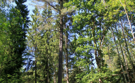 4_Žagarės mšk veimutinė pušis1.jpg